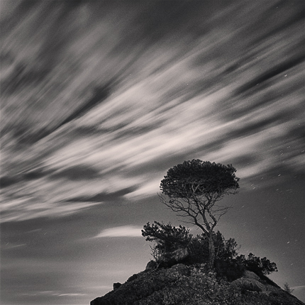 The lonely tree - Ibiza